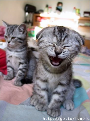 un chat mdrrrrrr